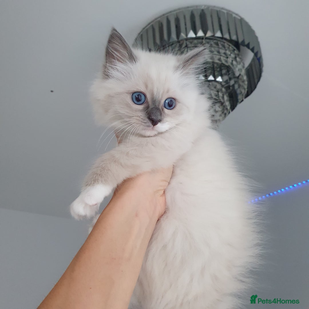 Ragdoll cats for sale: The cutest beautiful Ragdoll kittens! Ready :) - Image 2