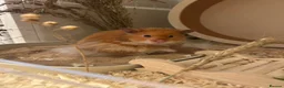 Hamster rodents for sale: Waiting list - Syrian hamster babies  - Advert 5