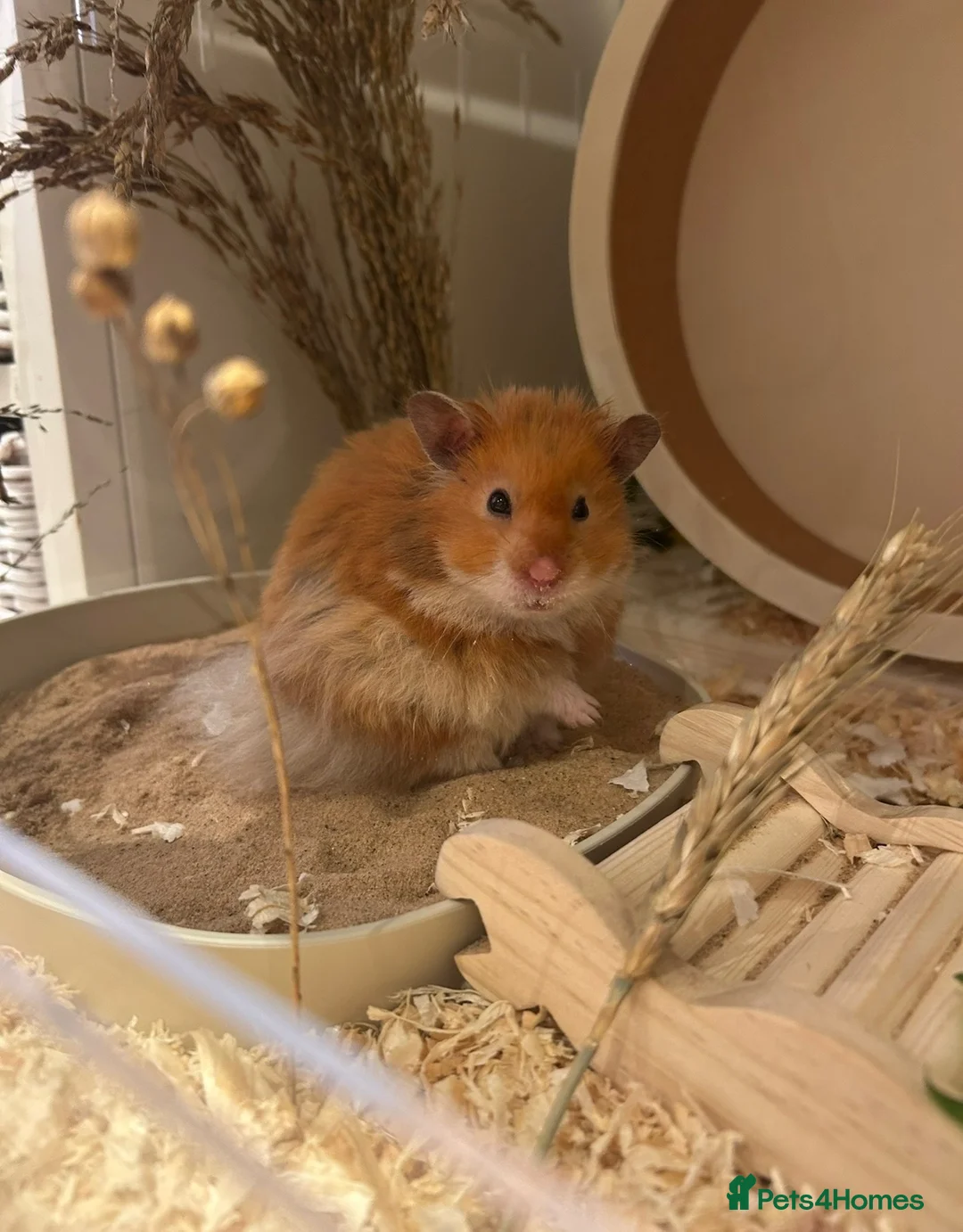 Hamster rodents for sale: Waiting list - Syrian hamster babies  - Advert 5