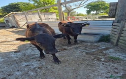 Cows & Bulls livestock for sale: 2 Wagyu Breeding, Store Heifers - Image 3
