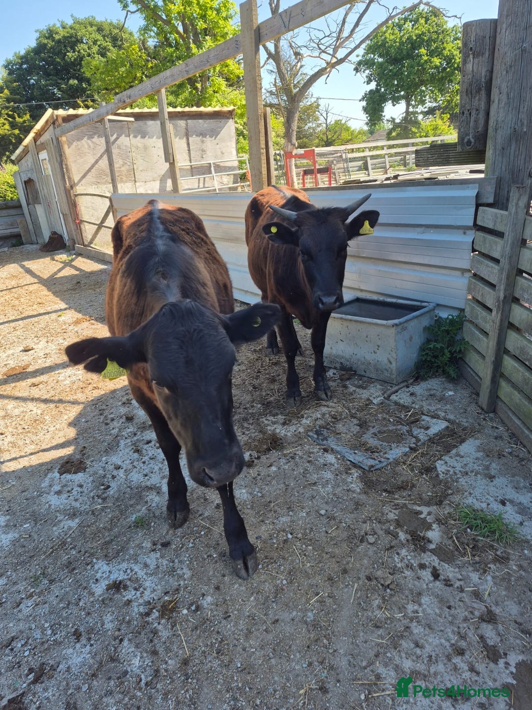 Cows & Bulls livestock for sale: 2 Wagyu Breeding, Store Heifers - Image 3