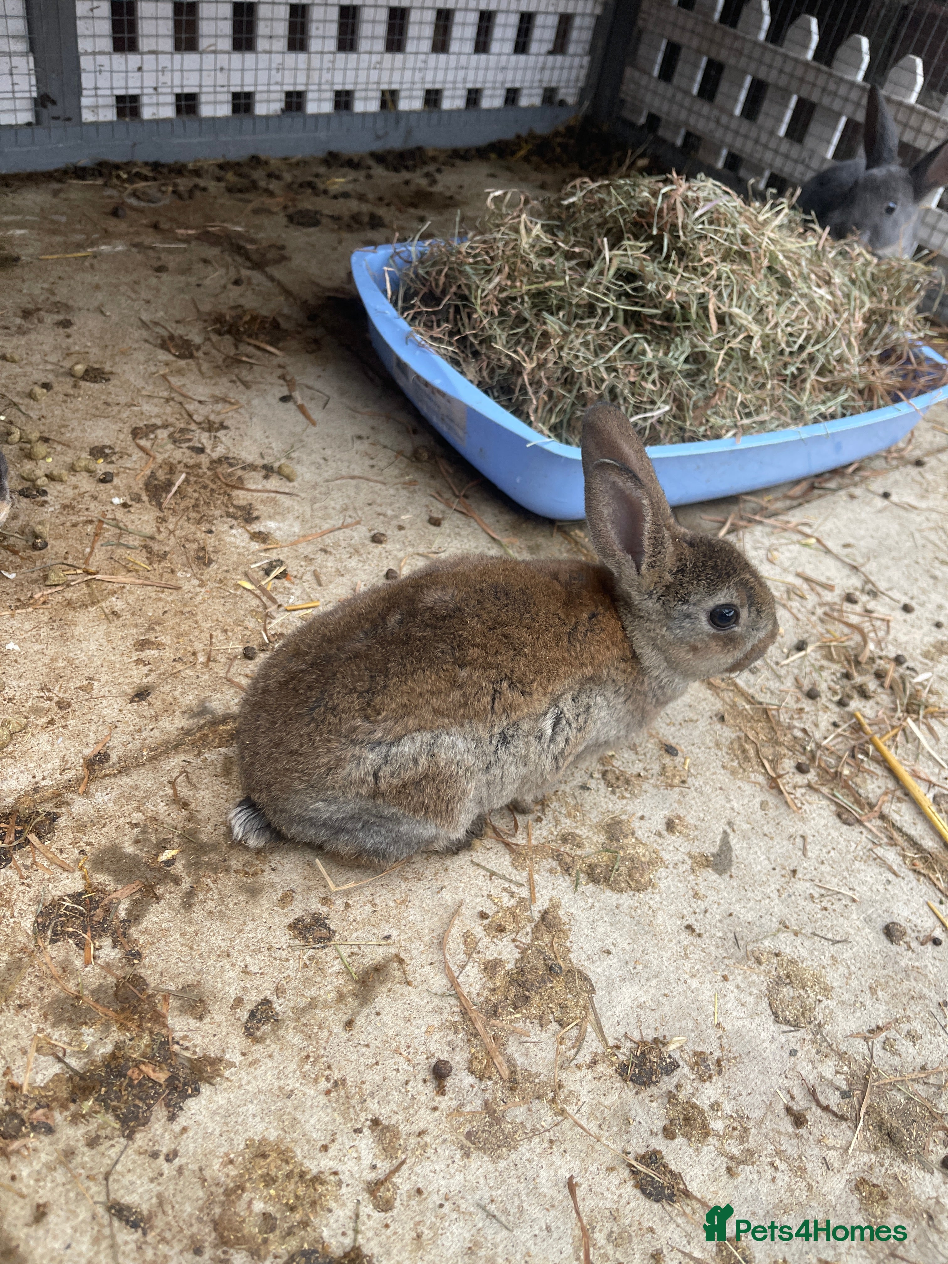 English rabbits Mixed bunnies - Advert 2