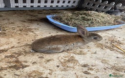 English rabbits for sale: Mixed bunnies - Image 2