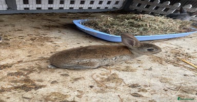 English rabbits - Advert 15