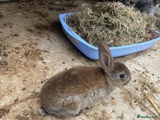 English rabbits Mixed bunnies - Advert 2
