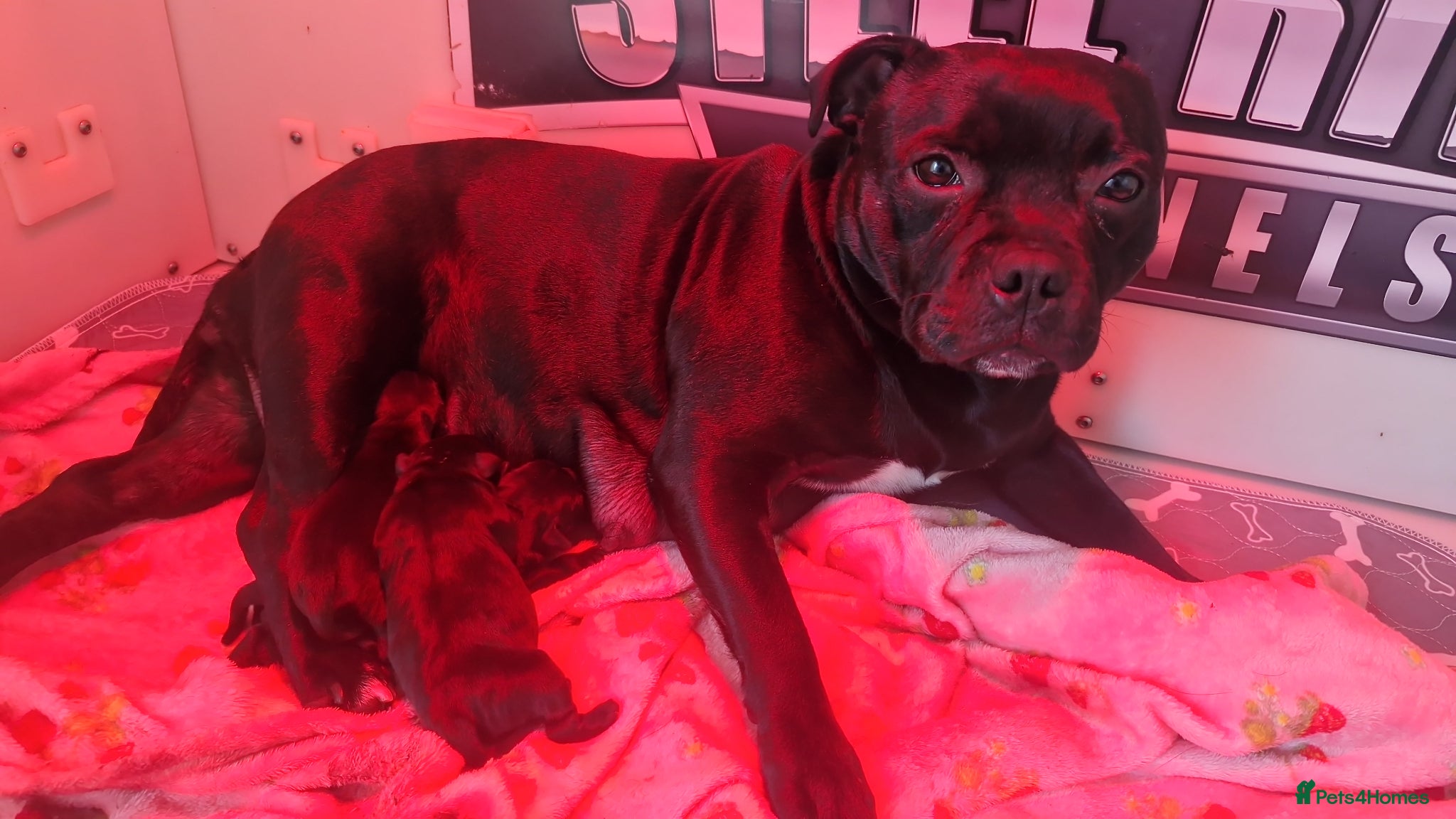 Staffordshire Bull Terrier dogs Kassius Staffordshire bull terrier pups for sale  - Advert 7