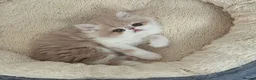 Persian cats for sale: 🐾 Pure Persian Kittens  🐾 in Manchester - Advert 6