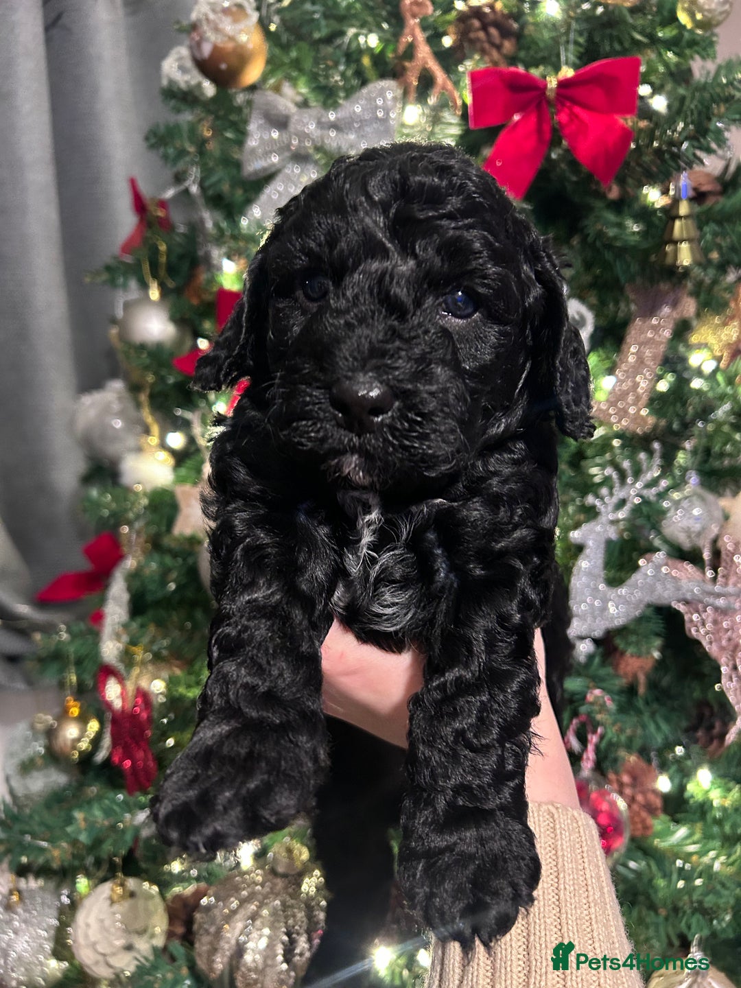 Cockapoo dogs for sale: Beautiful Cockapoo Puppies - Advert 7