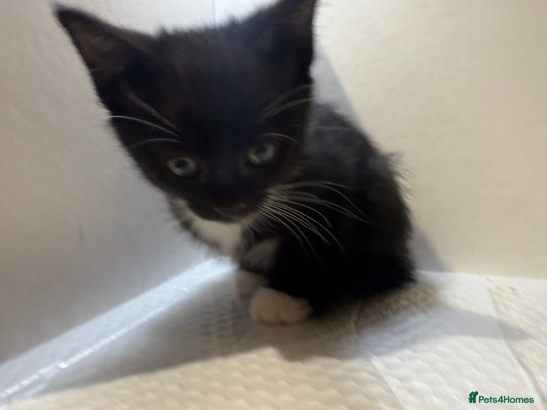 Korat cats for sale: Cute playful kittens ready for their new home 🖤🤍 - Advert 6