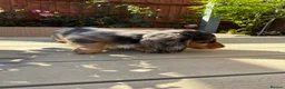 Miniature Dachshund dogs for sale: KC registered Miniature Dachshund Puppies - Advert 24