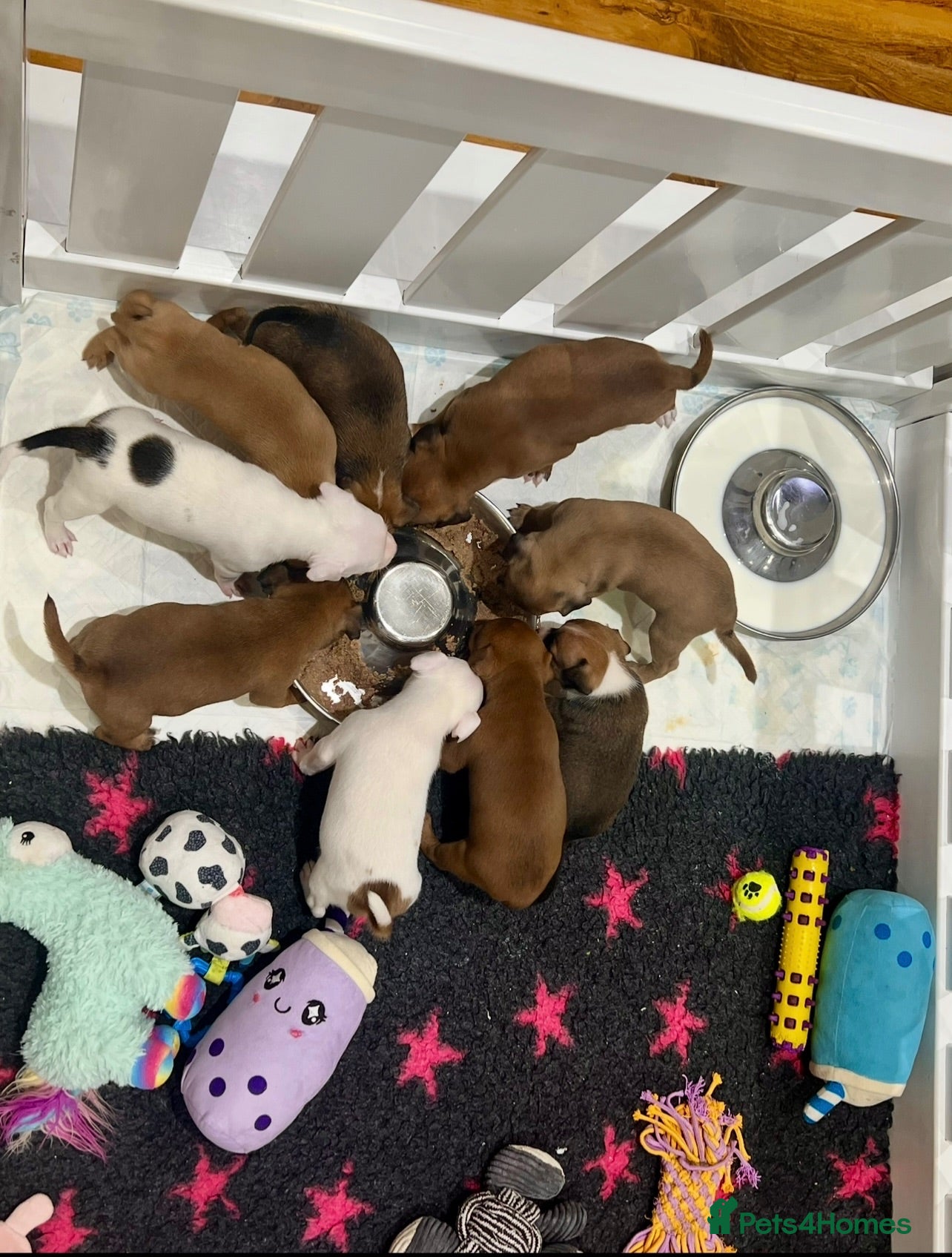 Staffordshire Bull Terrier dogs Staffordshire bull terrier puppies 🐾 - Advert 5