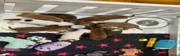 Staffordshire Bull Terrier dogs for sale: Staffordshire bull terrier puppies 🐾 - Advert 1