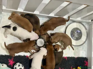 Staffordshire Bull Terrier dogs Staffordshire bull terrier puppies 🐾 - Advert 6