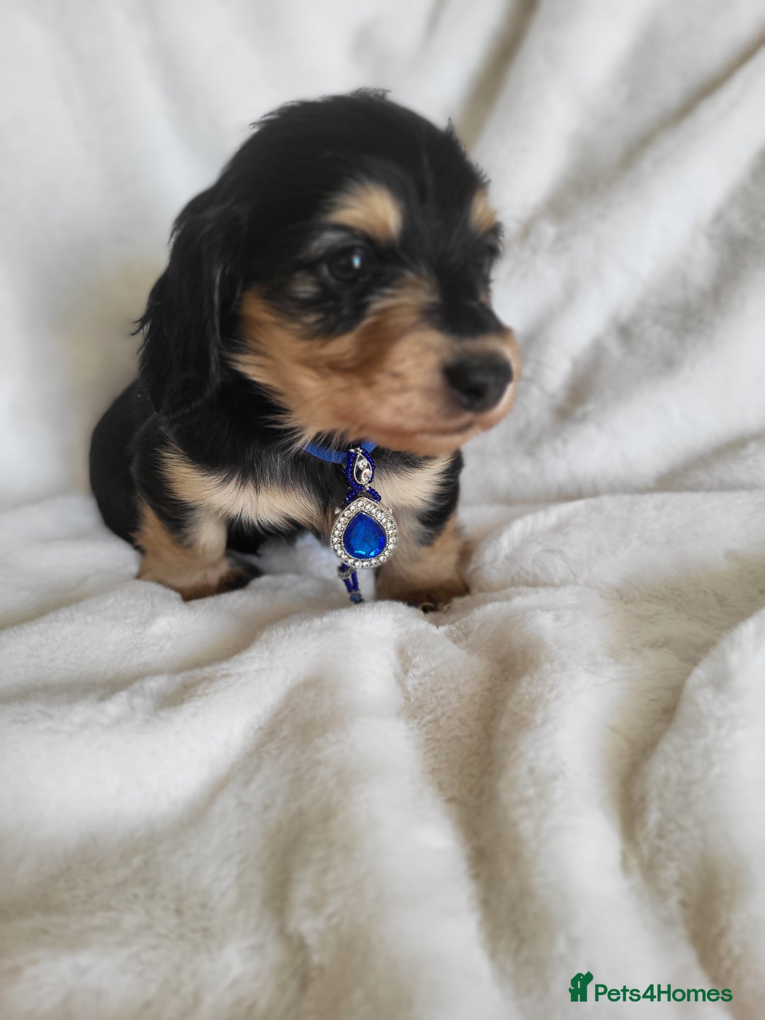 Miniature Dachshund dogs for sale: KC Black and Cream  long haired  - Image 4