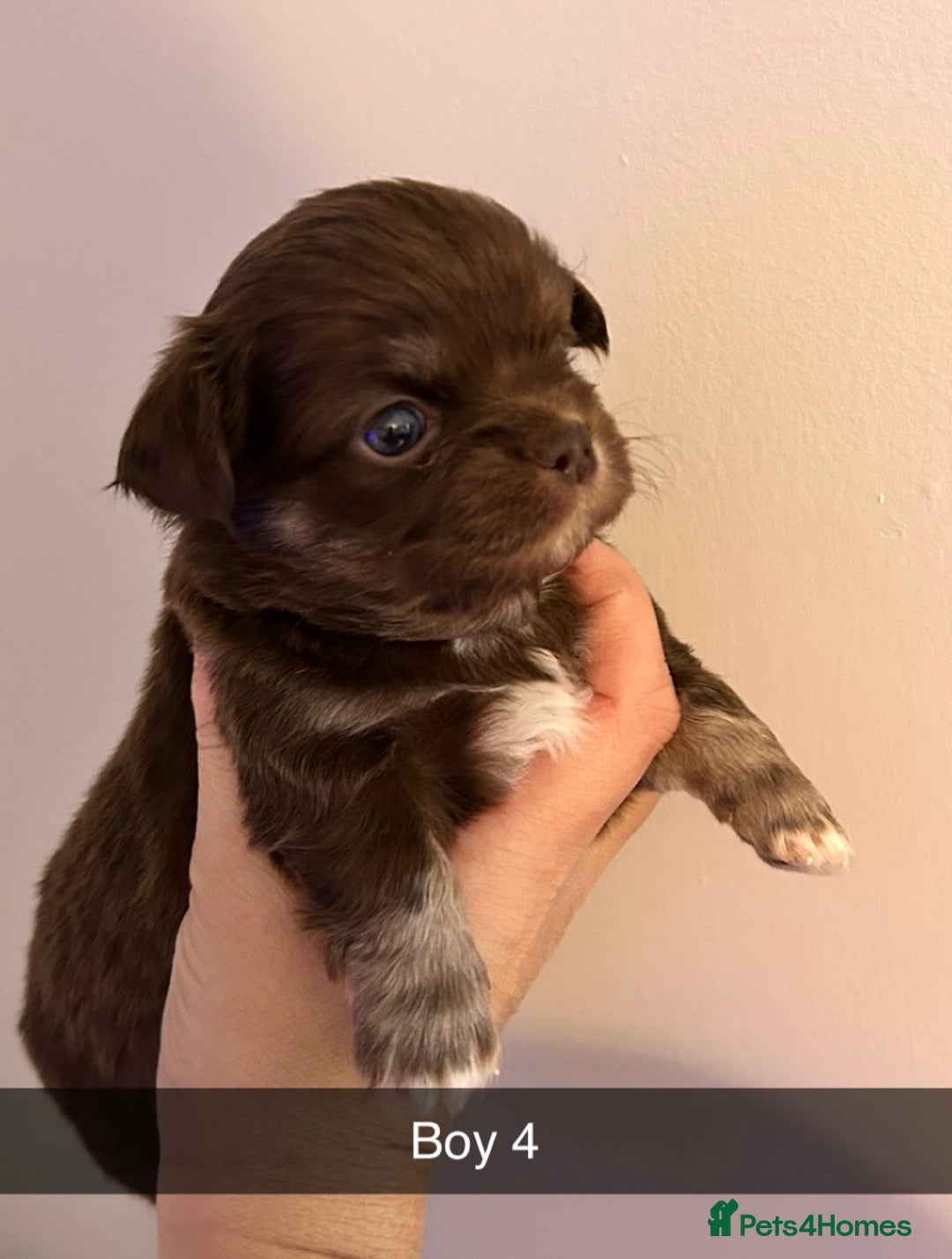 Chihuahua dogs for sale: KC LONG COAT CHIHUAHUAS  - Advert 13