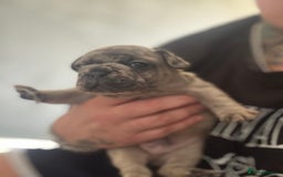 French Bulldog dogs for sale: Lilac Merle and Cream ghost Merle  in Stoke-on-Trent - Image 28