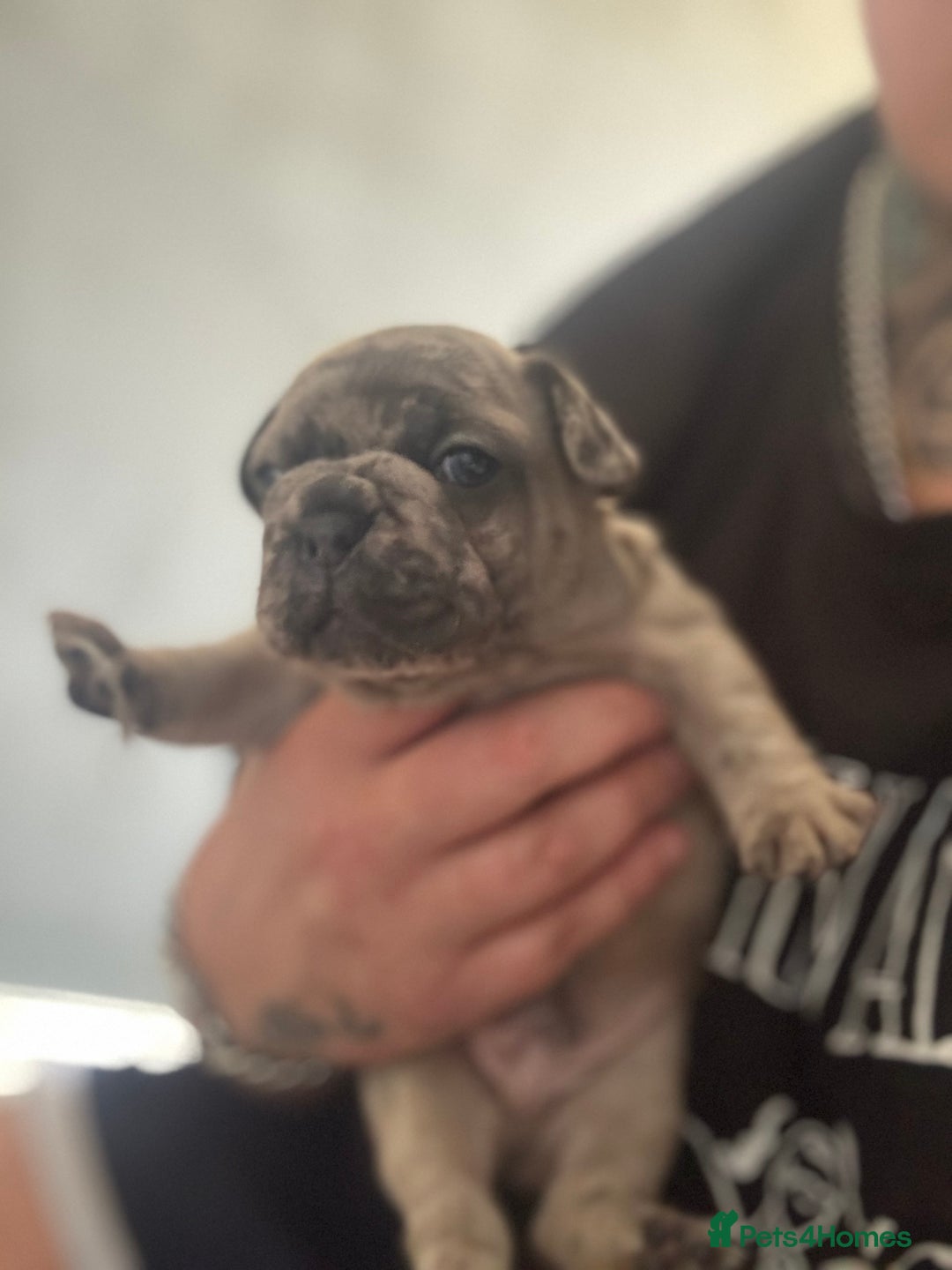 French Bulldog dogs for sale: Lilac Merle and Cream ghost Merle  in Stoke-on-Trent - Image 28