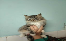 Mixed Breed cats for sale: 3 beautiful kittens available  - Image 7