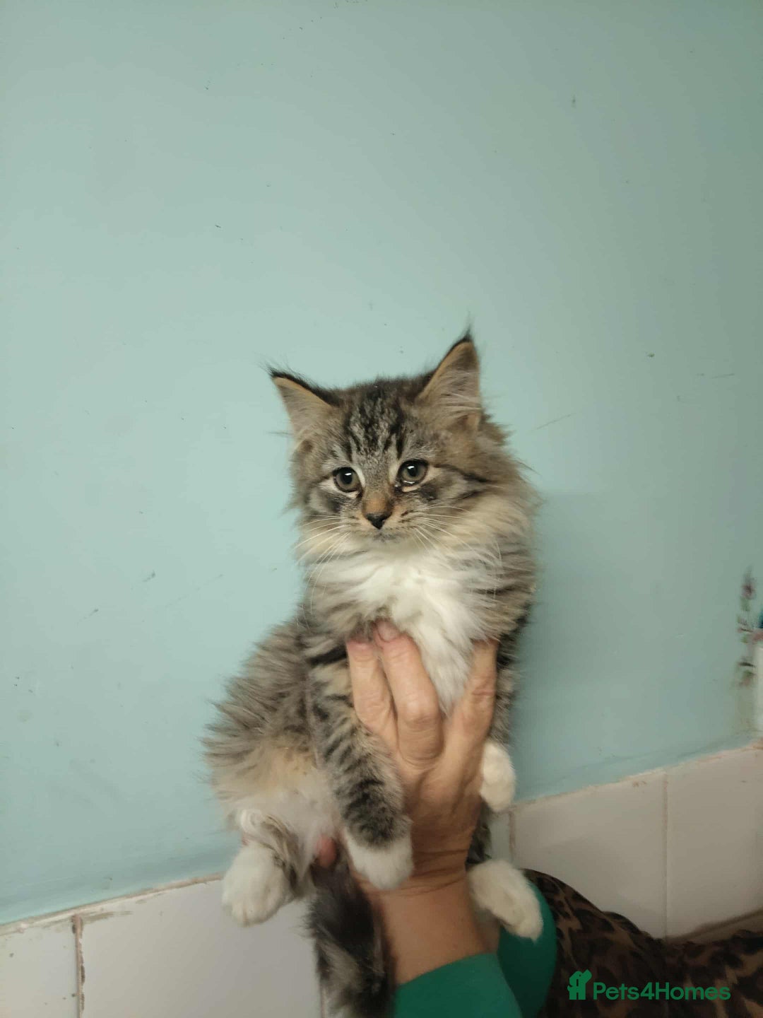 Mixed Breed cats for sale: 3 beautiful kittens available  - Image 7