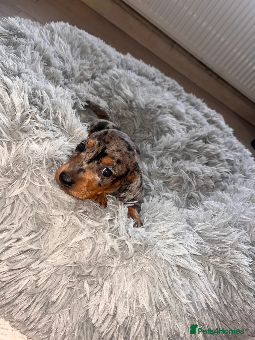 Miniature Dachshund dogs for sale: 🥰🐶MINIATURE DACHSHUND PUPPIE🥰🐶 - Advert 13