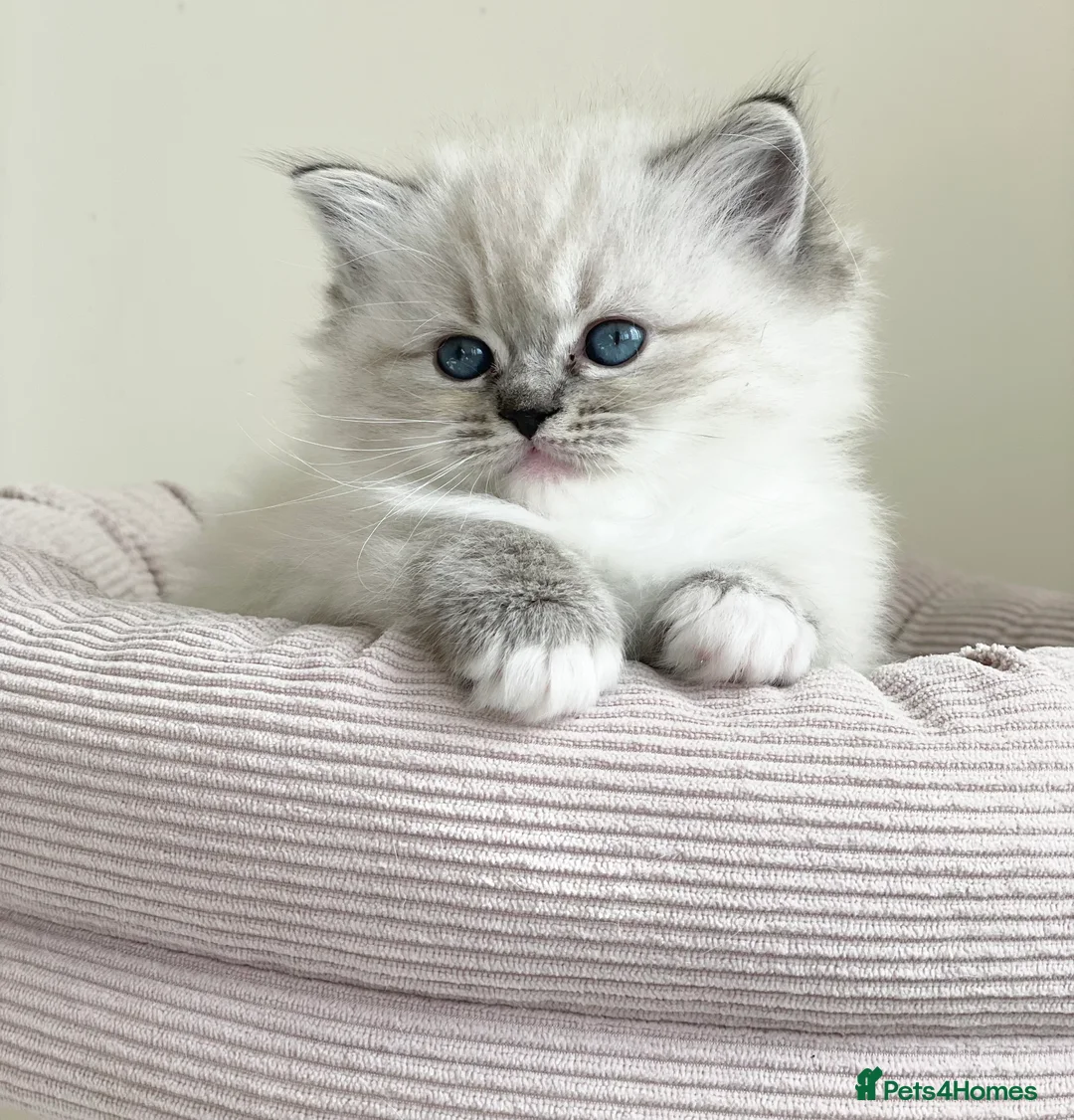 Ragdoll cats for sale: Fluffy Ragdoll Kittens, - Advert 1