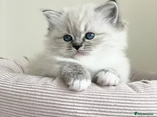 Ragdoll cats Fluffy Ragdoll Kittens, - Advert 12