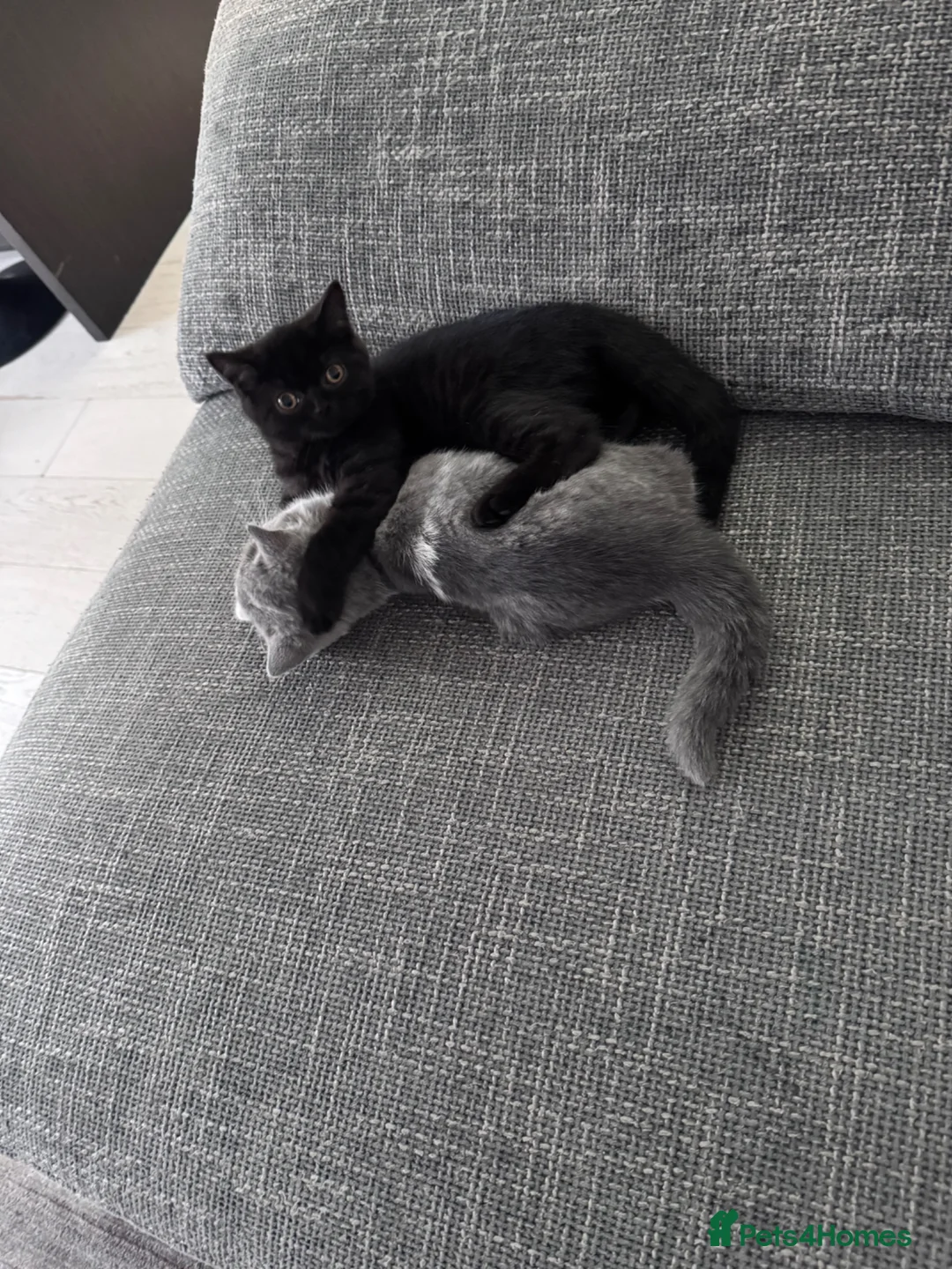 Mixed Breed cats for sale: Beautiful Sister Cats Looking for a Loving Home  - Advert 7