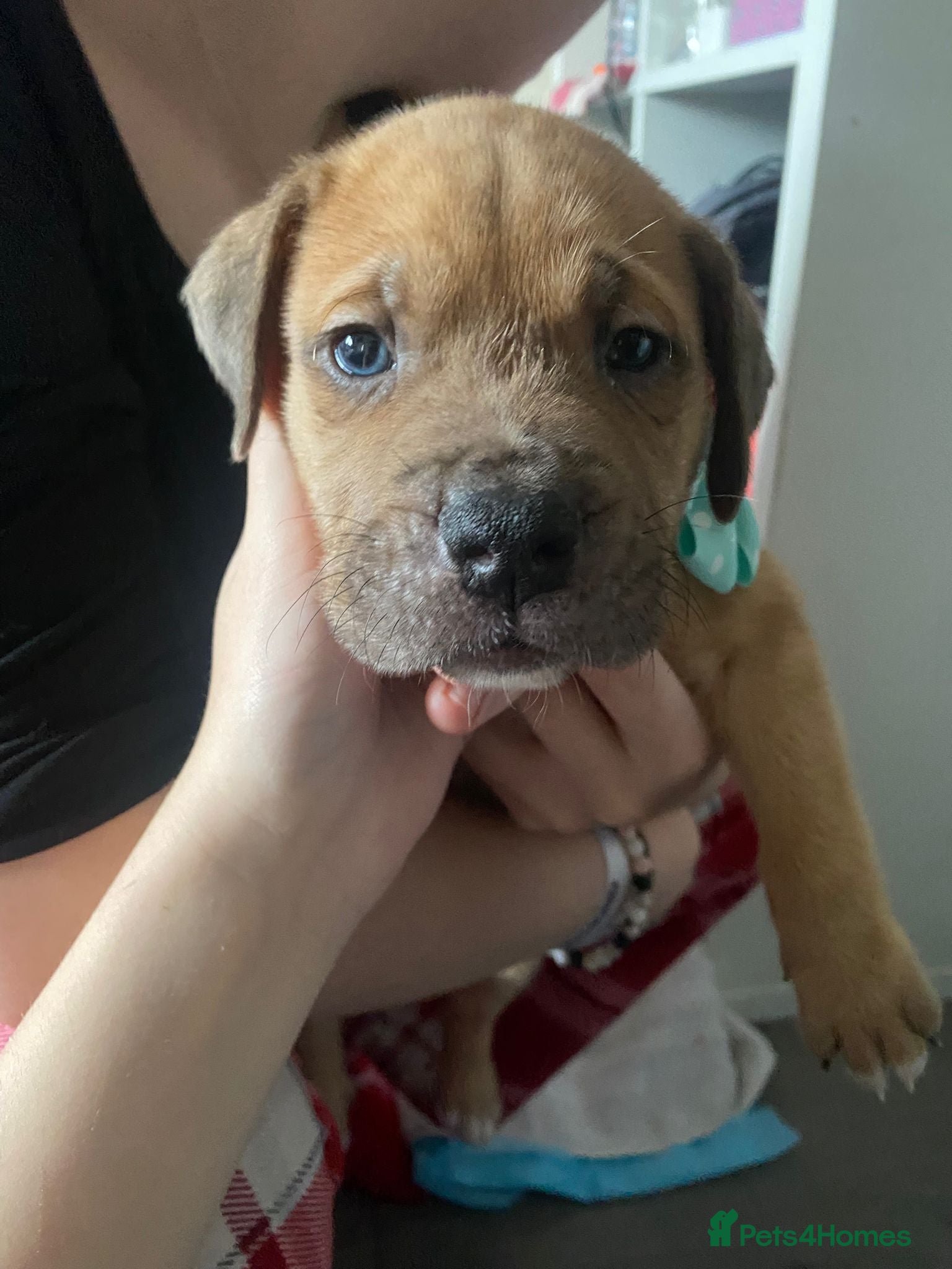 Mixed Breed dogs Mastiff x Staffy Puppies  - Advert 1