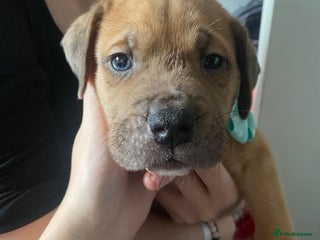 Mixed Breed dogs Mastiff x Staffy Puppies - Advert 1