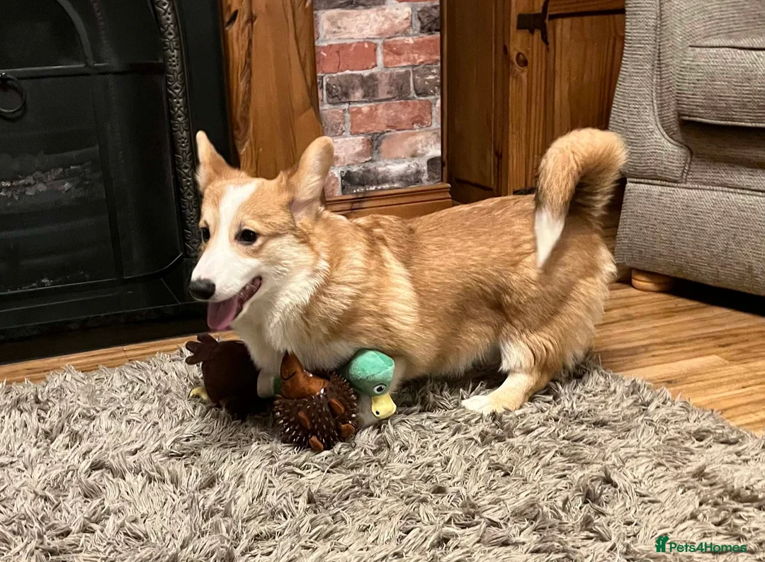 Welsh Corgi Pembroke dogs for sale: Two Male Welsh Corgis Pembroke - Advert 11