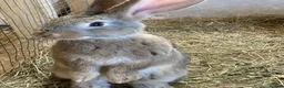New Zealand rabbits for sale: New Zealand and Continental bunnies - Advert 3