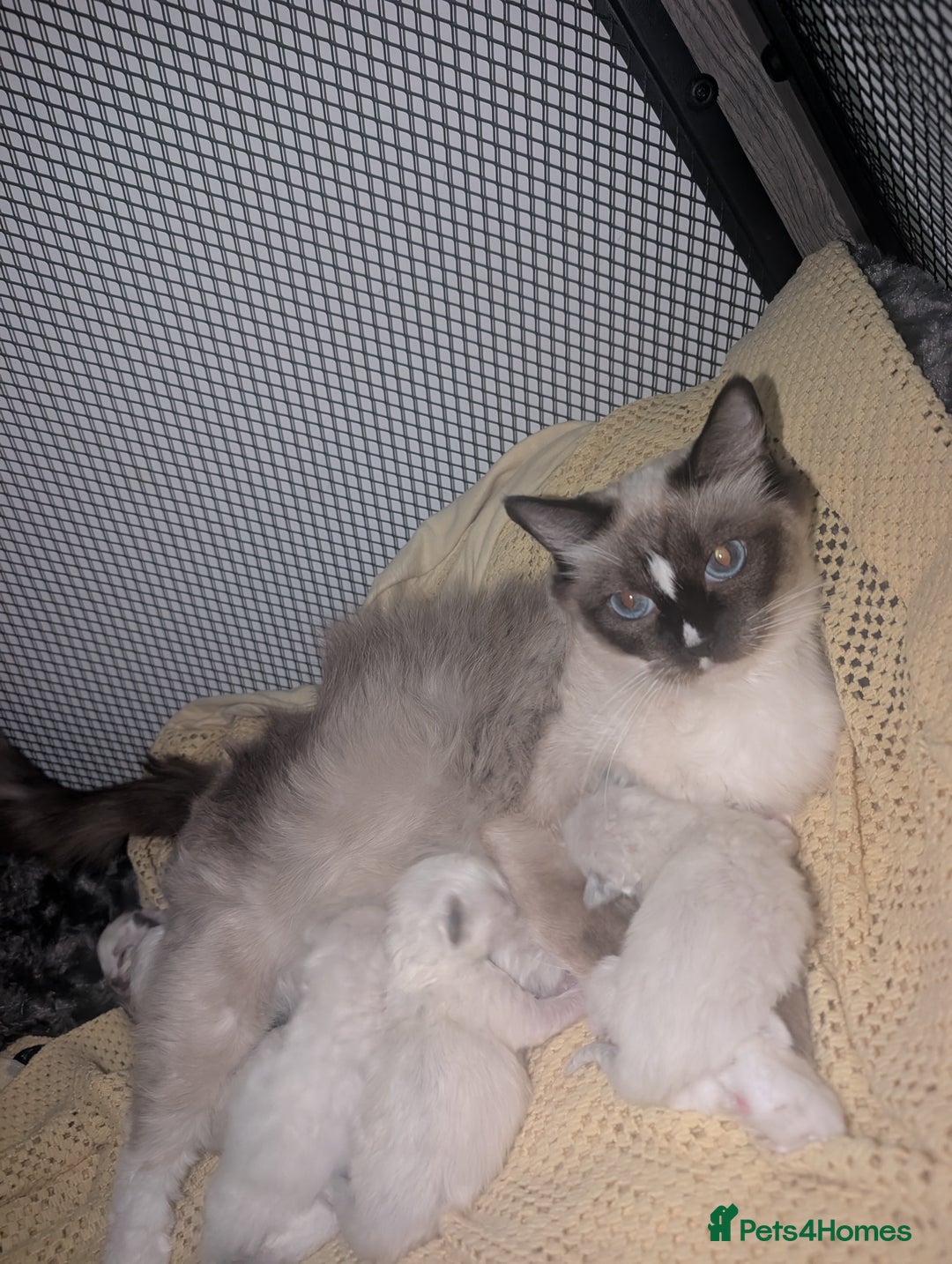 Ragdoll cats for sale: Absolutely gorgeous ragdoll kittens - Image 2