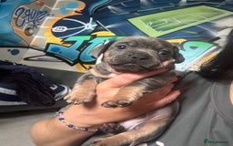 Mixed Breed dogs for sale: Unreal Frenchweiner puppy’s 🥹 - Image 16