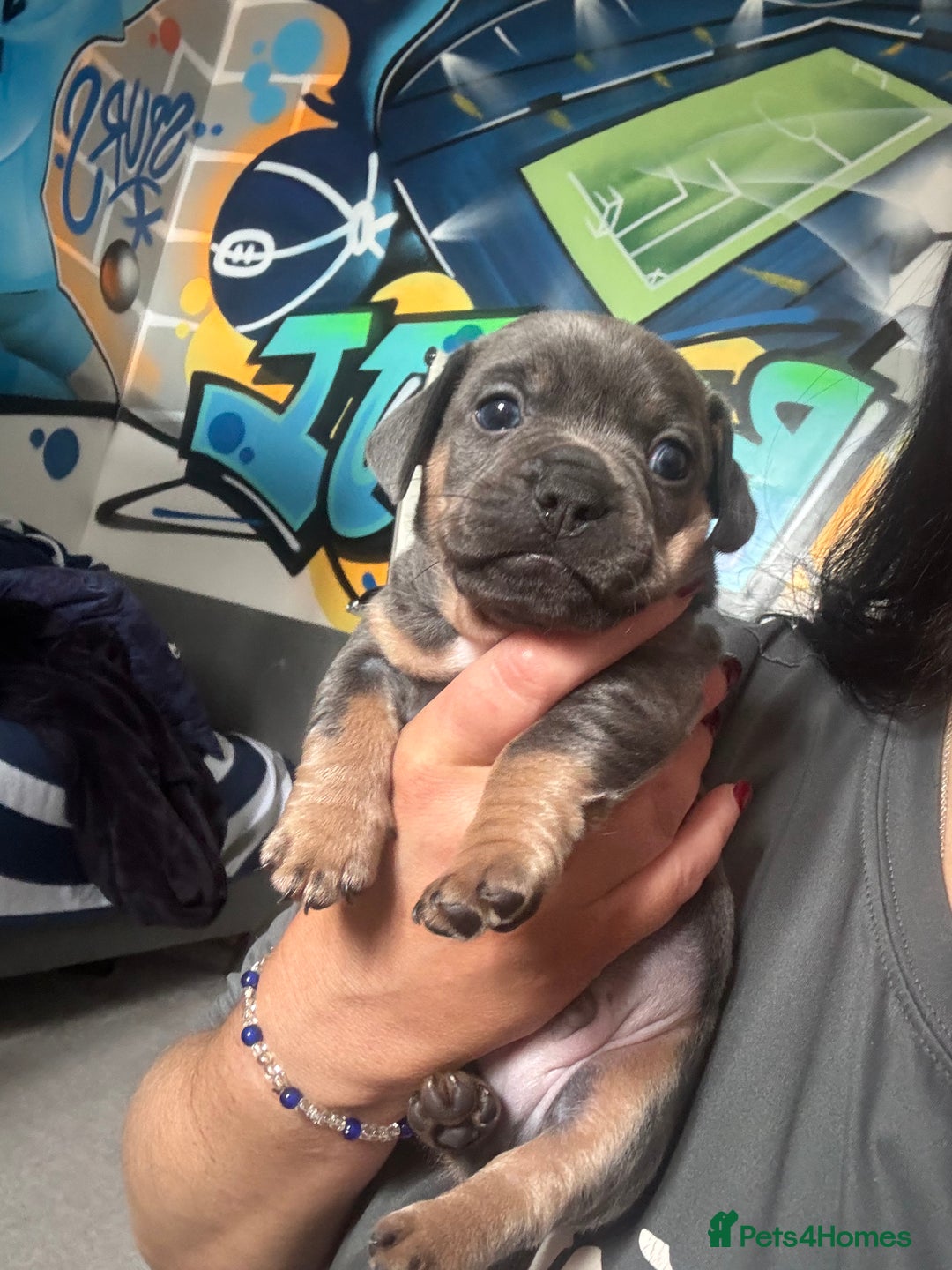 Mixed Breed dogs for sale: Unreal Frenchweiner puppy’s 🥹 - Image 16
