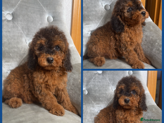 Cockapoo dogs Ready now F1B Cockapoos - Advert 11