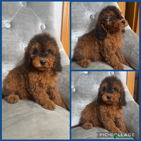 Cockapoo dogs Ready now F1B Cockapoos - Advert 16