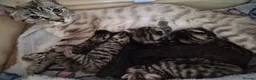 Bengal cats for sale: Bengal Kittens  in Skelmersdale - Advert 6
