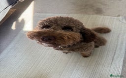 Australian Labradoodle dogs for sale: *waiting list* Australian labradoodles - Image 21