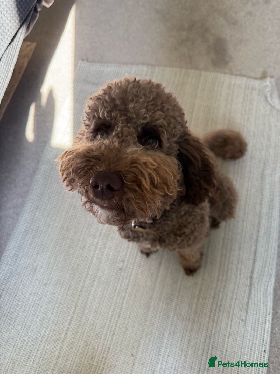 Australian Labradoodle dogs for sale: *waiting list* Australian labradoodles - Image 21
