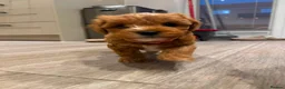 Cavapoo dogs for sale: Beautiful apricot cavapoos PRICE REDUCED £1900 - Advert 3