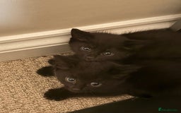 Maine Coon cats for sale: 3 kittens  - Image 3