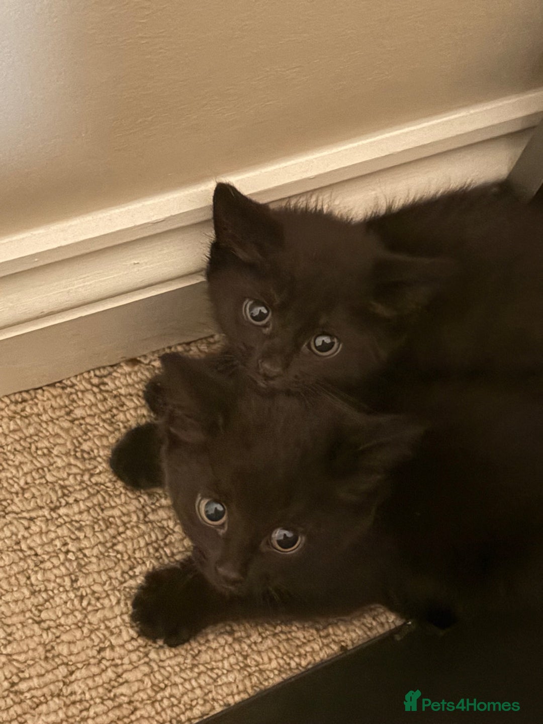 Maine Coon cats for sale: 3 kittens  - Image 3