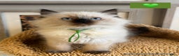 Ragdoll cats for sale: 👑 GCCF REGISTERED CHAMPION RAGDOLL KITTENS 👑 - Advert 8