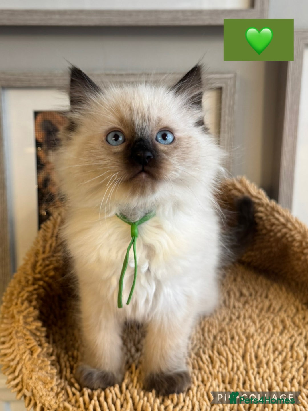 Ragdoll cats for sale: 👑 GCCF REGISTERED CHAMPION RAGDOLL KITTENS 👑 - Advert 8