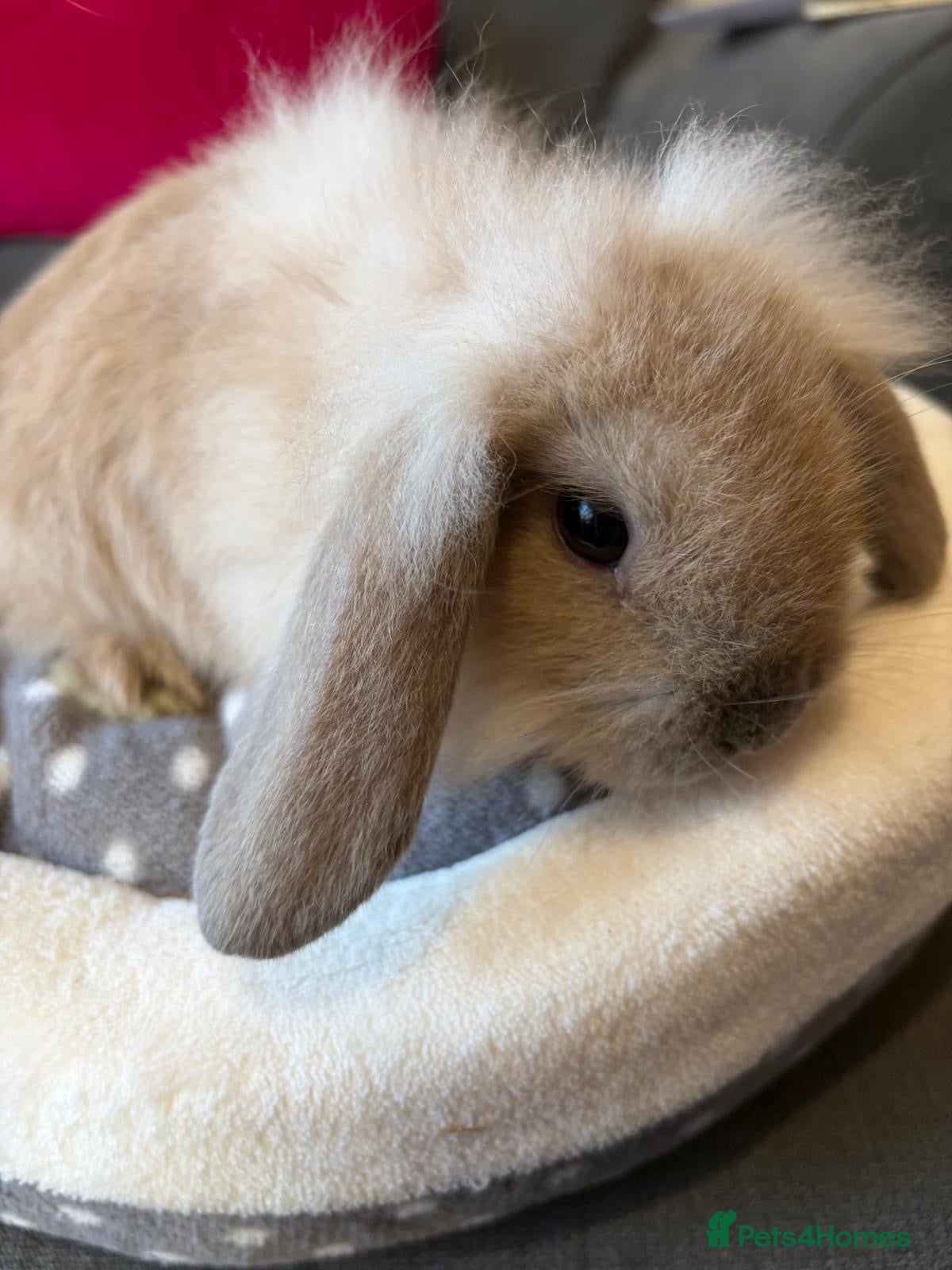 Lionhead rabbits Beautiful Lionhead/Mixed breed baby rabbits  - Advert 13