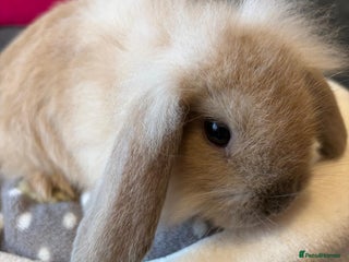 Lionhead rabbits Beautiful Lionhead/Mixed breed baby rabbits - Advert 2