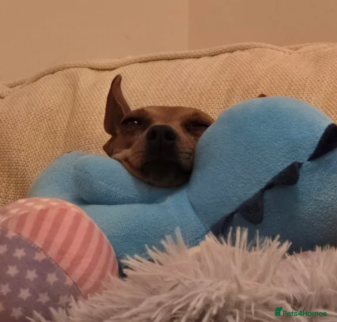 Miniature Pinscher dogs for sale: Bambi - Advert 5