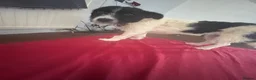 Mixed Breed dogs for adoption: Lovely Lia in Hereford - Advert 5