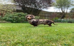 Dachshund dogs for stud: Miniature Dachshund Stud Kc registered & Pra clear in Stowmarket - Image 7