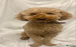 Cockapoo dogs for sale: Cockapoo - Image 2